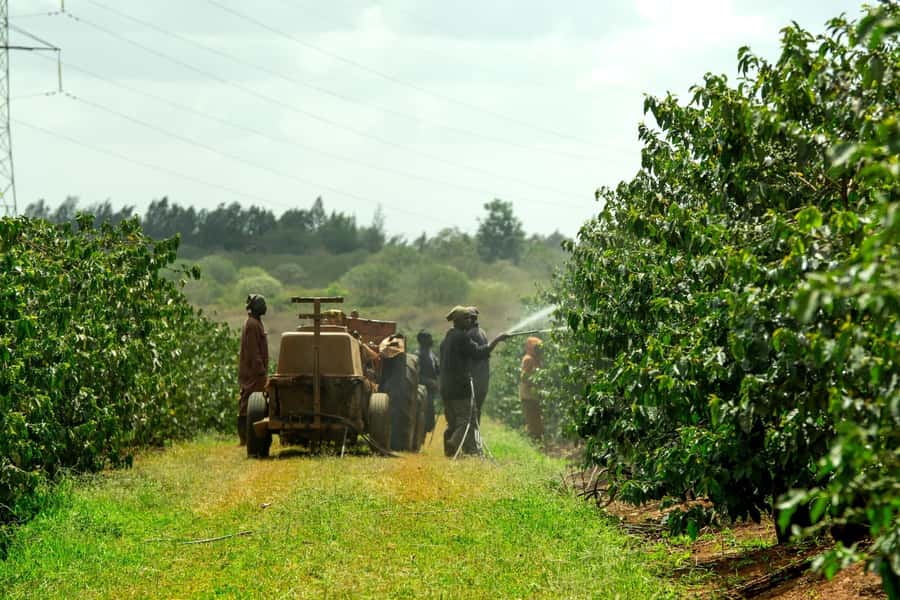 Fairview Coffee Estate Tour From Nairobi - Inside the coffee lab and roasting room