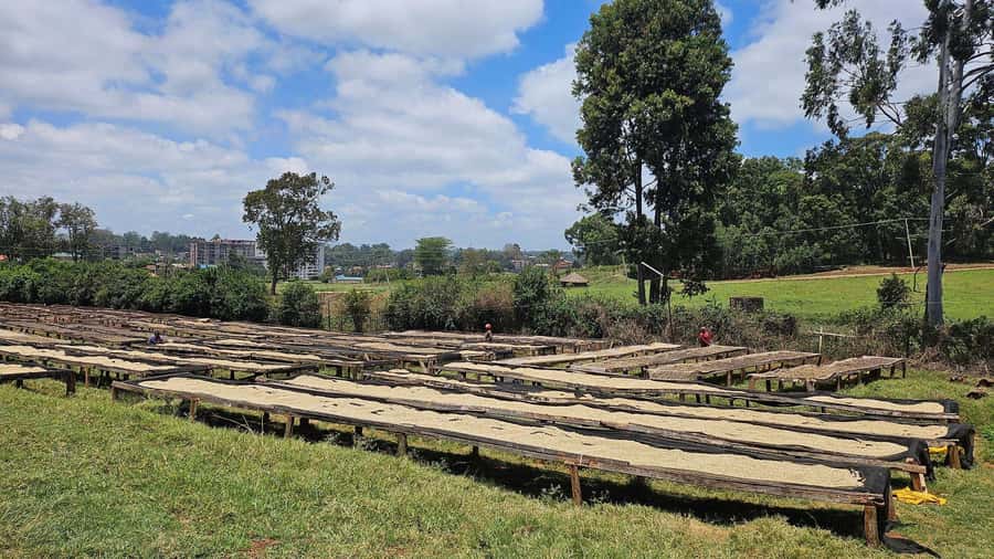 Fairview Coffee Estate Tour From Nairobi - Who should book this coffee estate tour