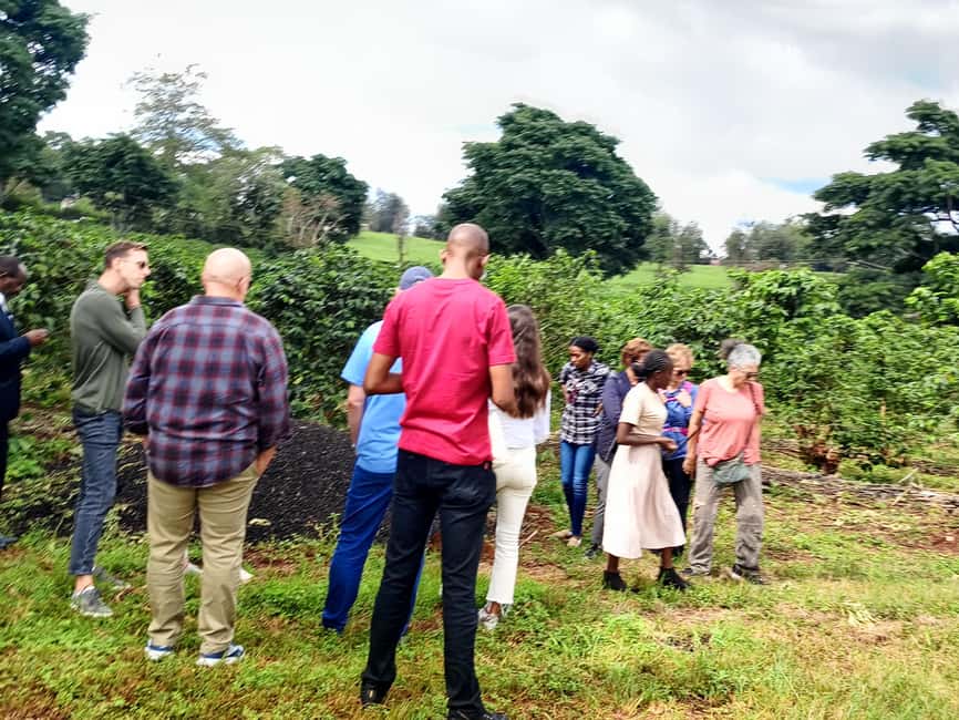 FAIRVIEW COFFEE FARM DAY TOUR - Why Fairview Coffee Farm is worth considering