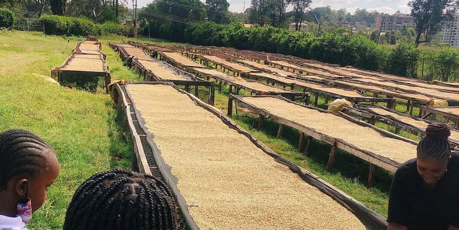 Fairview Coffee Farm Day Tour in Nairobi with Pickup - The guide can shape the whole day