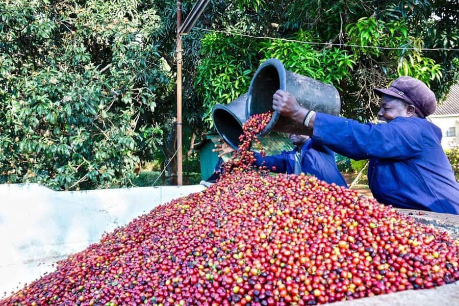 Fairview Coffee Farm Day Tour in Nairobi with Pickup - Arriving at the nearly 100-acre estate