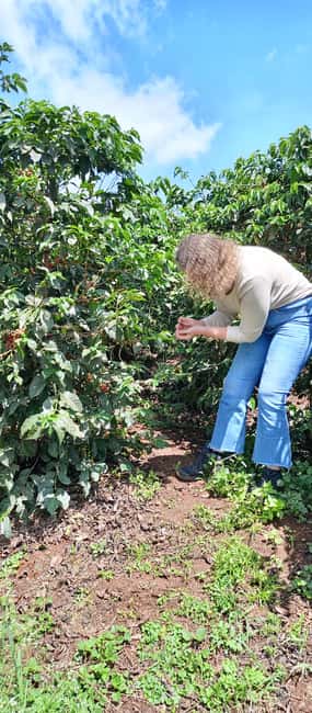 FAIRVIEW COFFEE FARM DAY TOUR - The 30-minute ride from central Nairobi