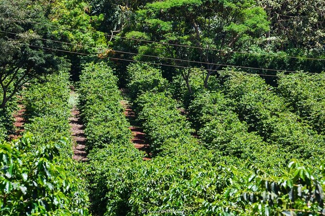 Fairview Estate Coffee Farm Tour With Pick up - From picking to processing and roasting