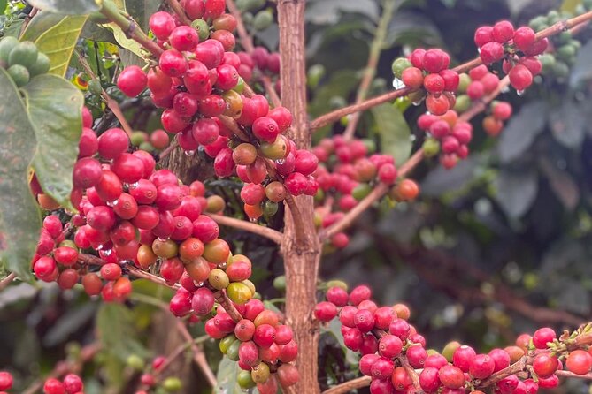 Fairview Estate Coffee Farm Tour With Pick up - What the $75 price really includes