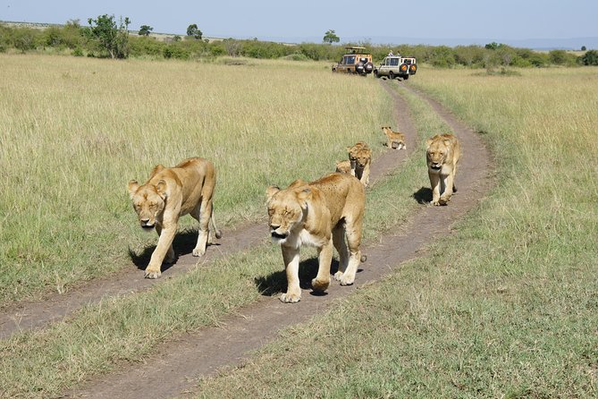Family & Friends safari Full package . - Two days in Maasai Mara, Kenya’s big wildlife stage