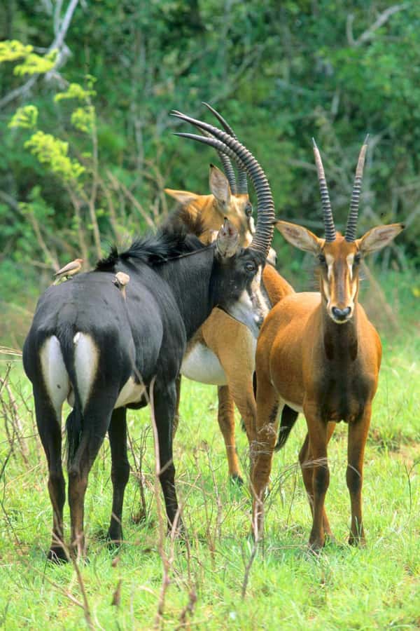 From Diani: Full Day Shimba hills tour with Sheldrick Falls - Key points to know before booking