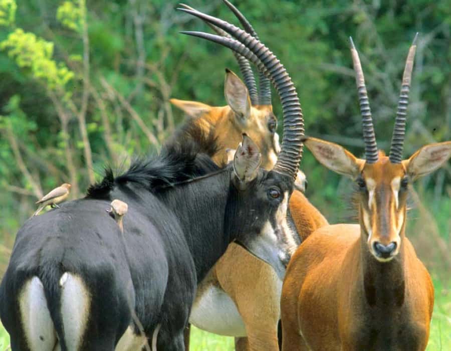 From Diani: Full Day Shimba hills tour with Sheldrick Falls - What $208 per person really buys