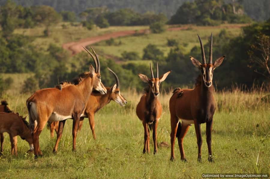 From Diani: Full Day Shimba hills tour with Sheldrick Falls - Who will enjoy this day most