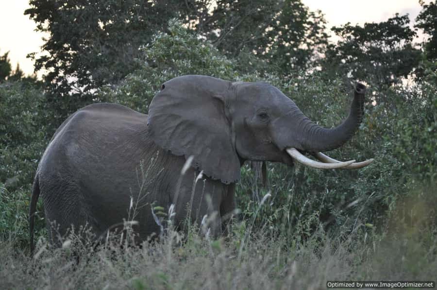 From Diani: Full Day Shimba hills tour with Sheldrick Falls - Practical ways to make the day better