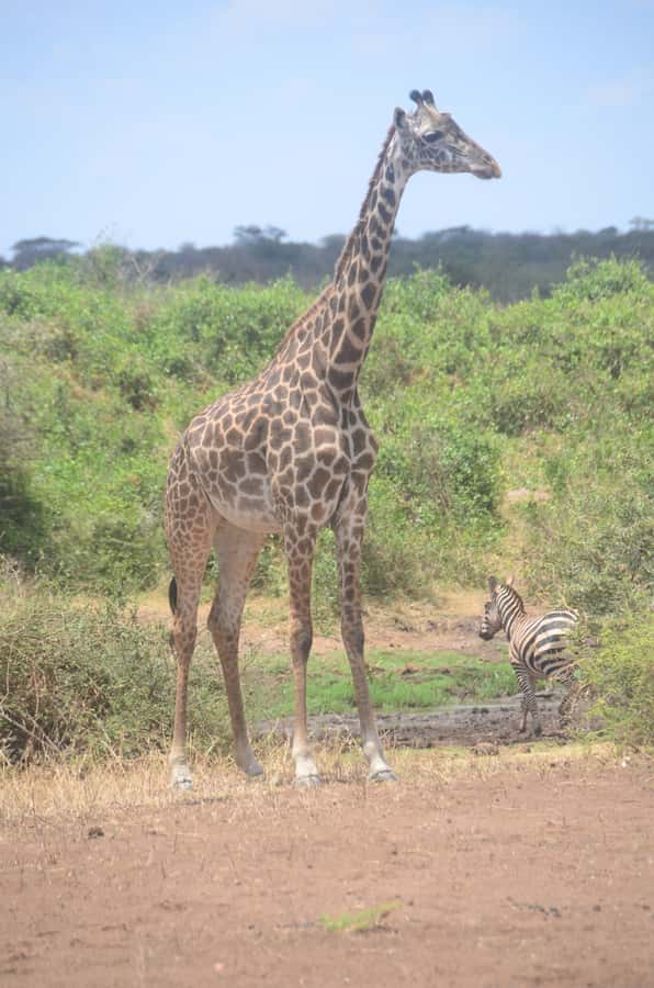 From Diani or Mombasa: Tsavo East National Park Day Trip - Key details to know before you book