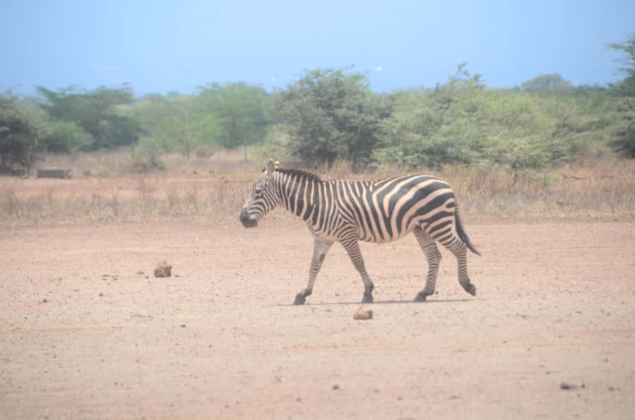 From Diani or Mombasa: Tsavo East National Park Day Trip - Why Tsavo East makes sense from the coast