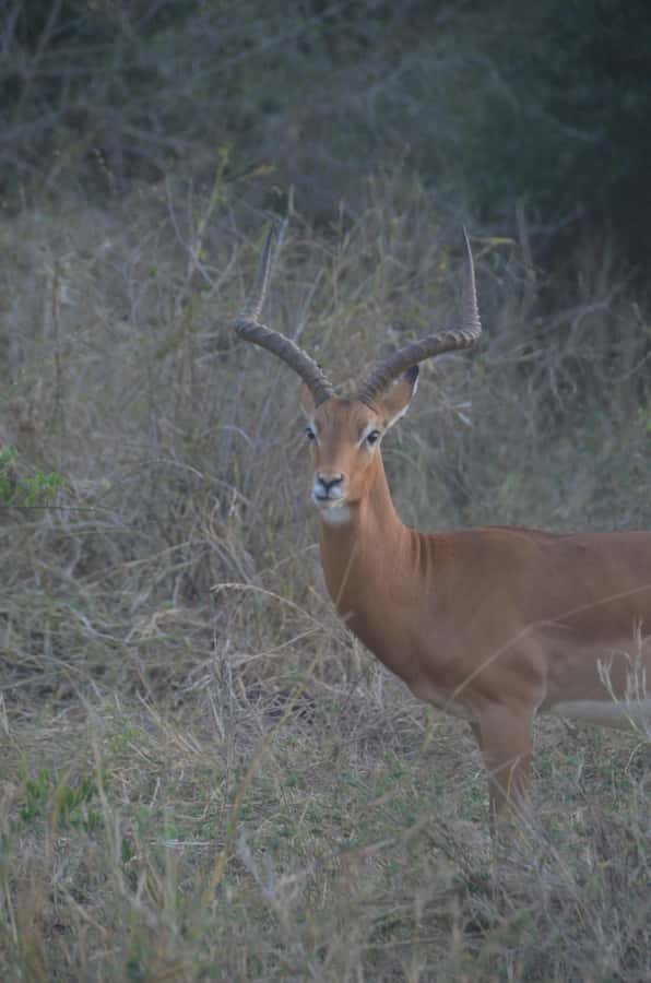From Diani or Mombasa: Tsavo East National Park Day Trip - Bachuma Gate and the four-hour morning game drive