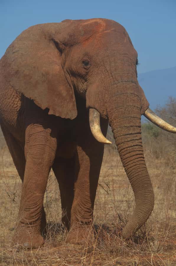 From Diani or Mombasa: Tsavo East National Park Day Trip - The three-hour road from Diani or Mombasa
