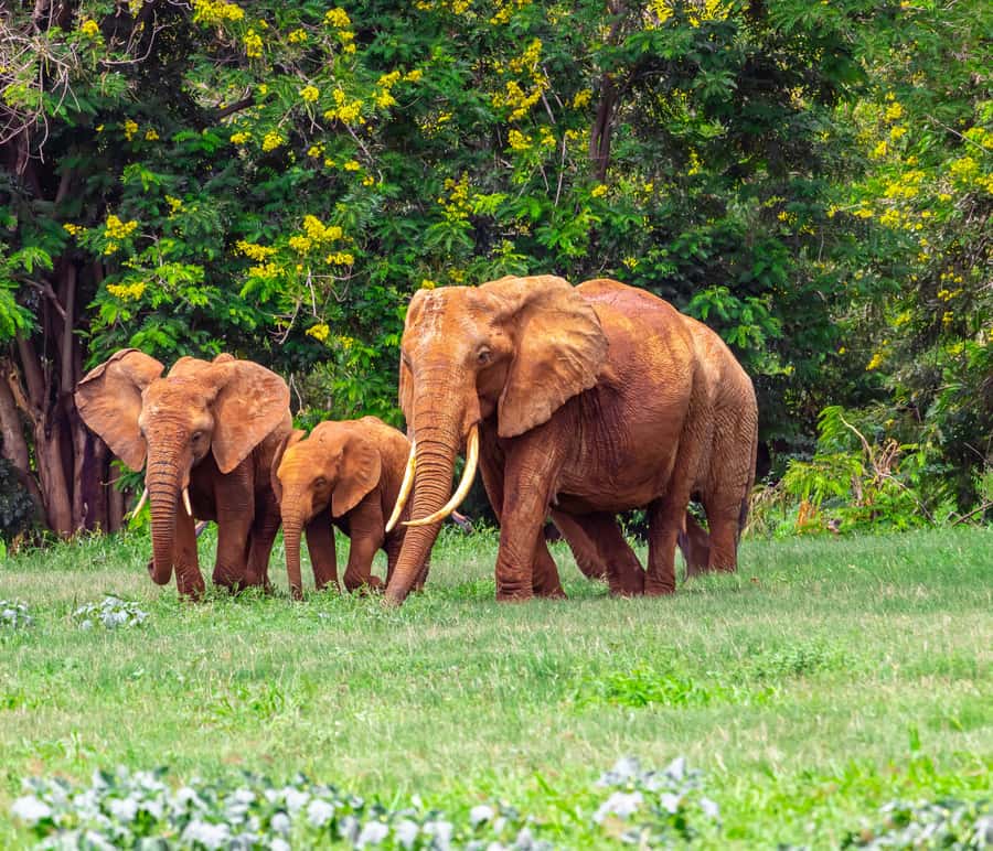 From Kilifi, Watamu, Malindi: Tsavo East Day Safari - Midday lunch and the practical break