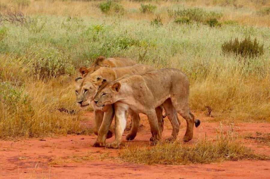 From Mombasa:5 Days Tsavo East,West and Saltlick Lodge safar - Day 3: Mzima Springs and Tsavo West