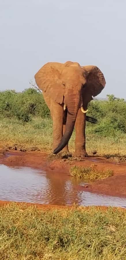 From Mombasa/Diani: 2-Days 1-Night Tsavo East Private Safari - Quick points before you book