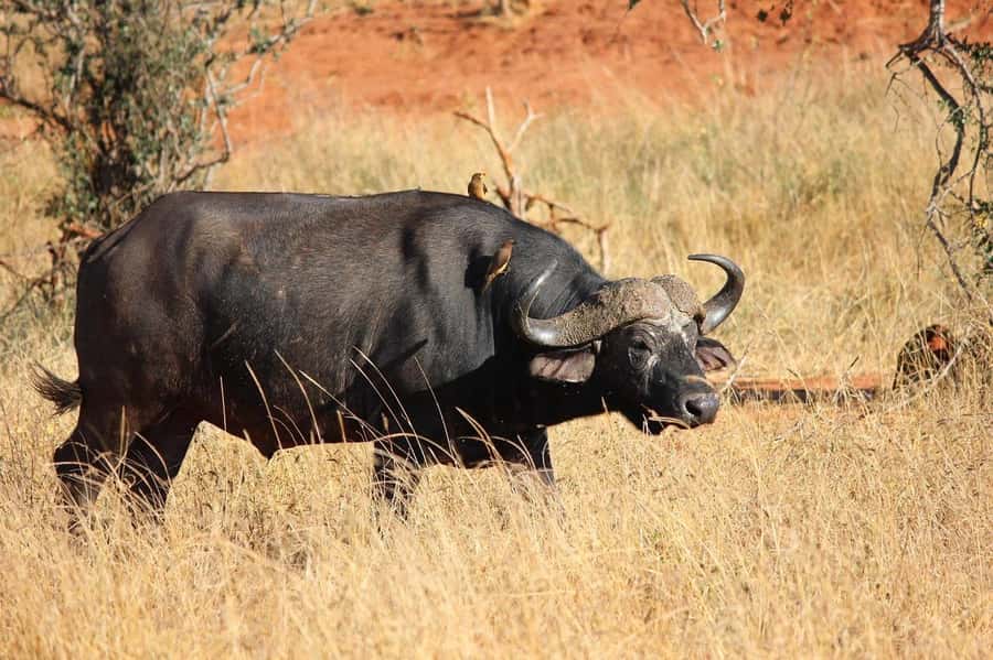 From Mombasa/Diani: 2-Days 1-Night Tsavo East Private Safari - The afternoon game drive