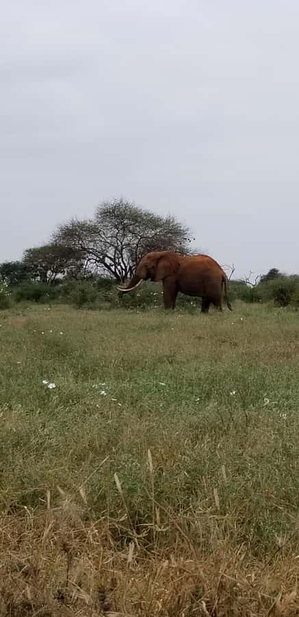 From Mombasa/Diani: 2-Days 1-Night Tsavo East Private Safari - Mzima Springs and an itinerary detail to verify