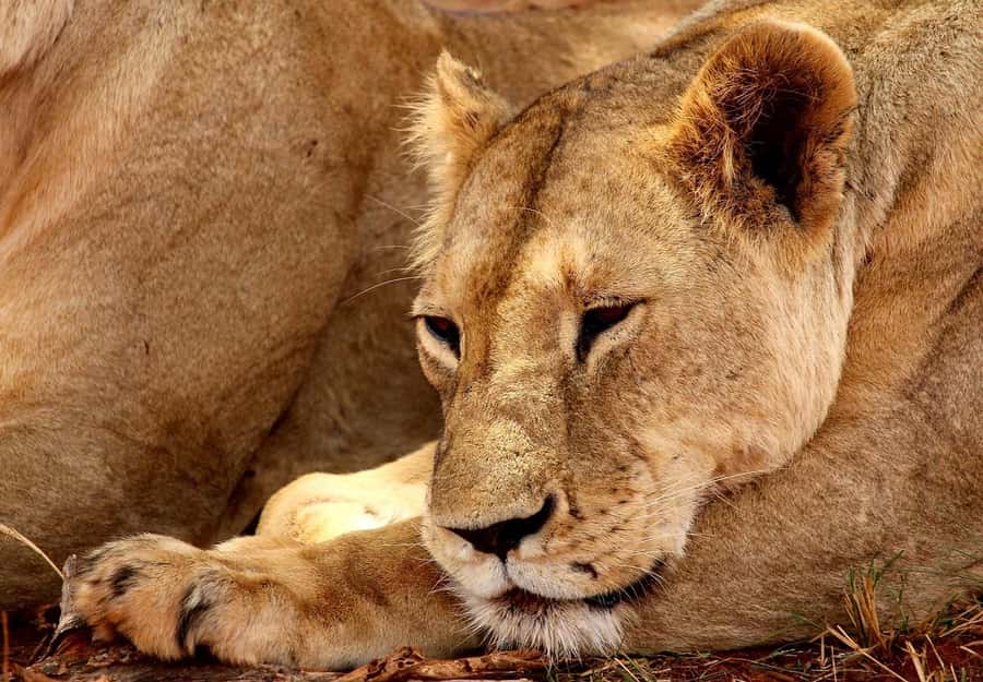 From Mombasa/Diani: 2-Days 1-Night Tsavo East Private Safari - The second morning and the early exit problem