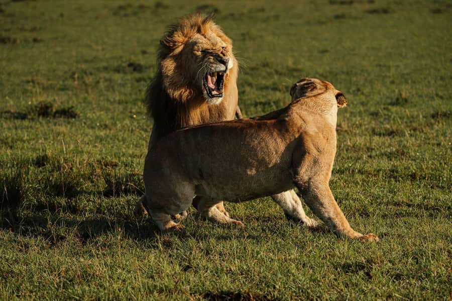 From Mombasa/Diani:3-Day Tsavo East-Tsavo West Parks safari - Who should book this safari?