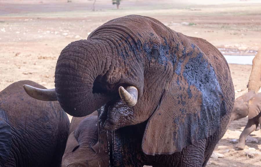 From Mombasa/Diani:3-Day Tsavo East-Tsavo West Parks safari - Day one: Mombasa or Nairobi to Tsavo East