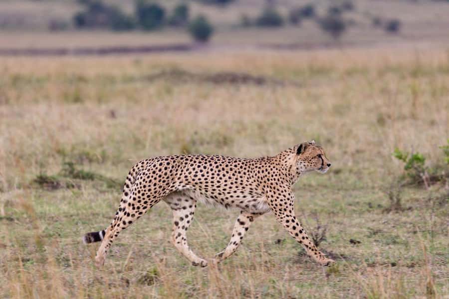 From Mombasa/Diani: Tsavo East National Park Day Trip - Lunch at a park restaurant