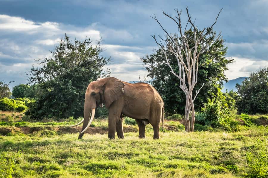 From Mombasa/Diani: Tsavo East National Park Day Trip - Is $310 a fair price?
