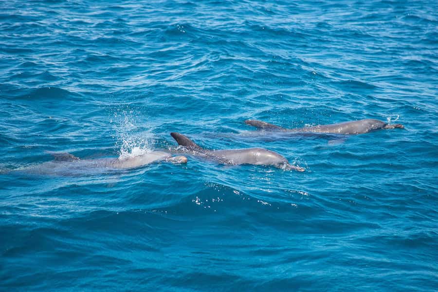 From Mombasa: Kisite Mpunguti Marine Park and Wasini Island - The road south to Shimoni
