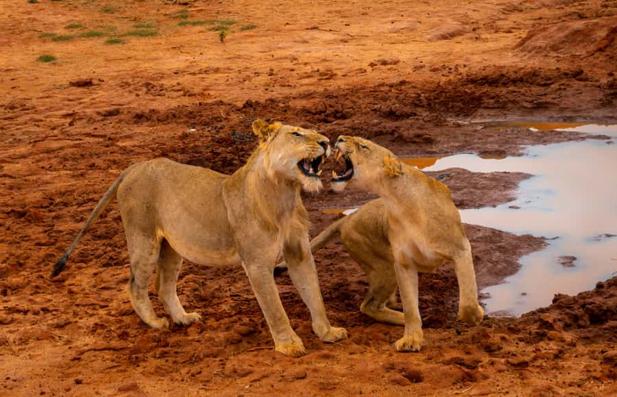 From Mombasa/Mtwapa/Diani/Tiwi: Tsavo East Full-Day Safari - Key points before you book