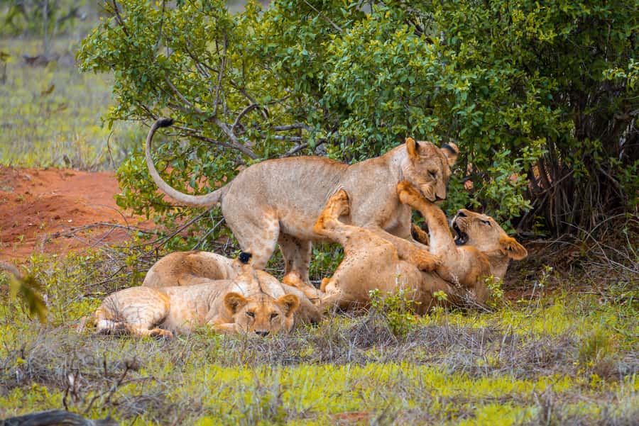 From Mombasa/Mtwapa/Diani/Tiwi: Tsavo East Full-Day Safari - Why Tsavo East works as a coastal day trip