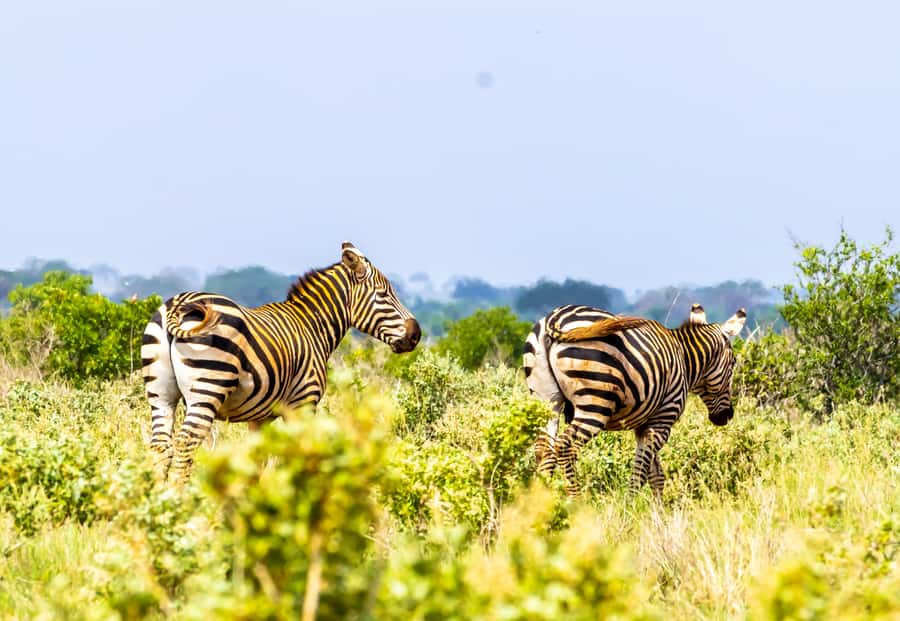 From Mombasa/Mtwapa/Diani/Tiwi: Tsavo East Full-Day Safari - The breakfast stop before the wildlife begins