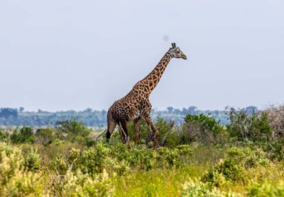 From Mombasa/Mtwapa/Diani/Tiwi: Tsavo East Full-Day Safari