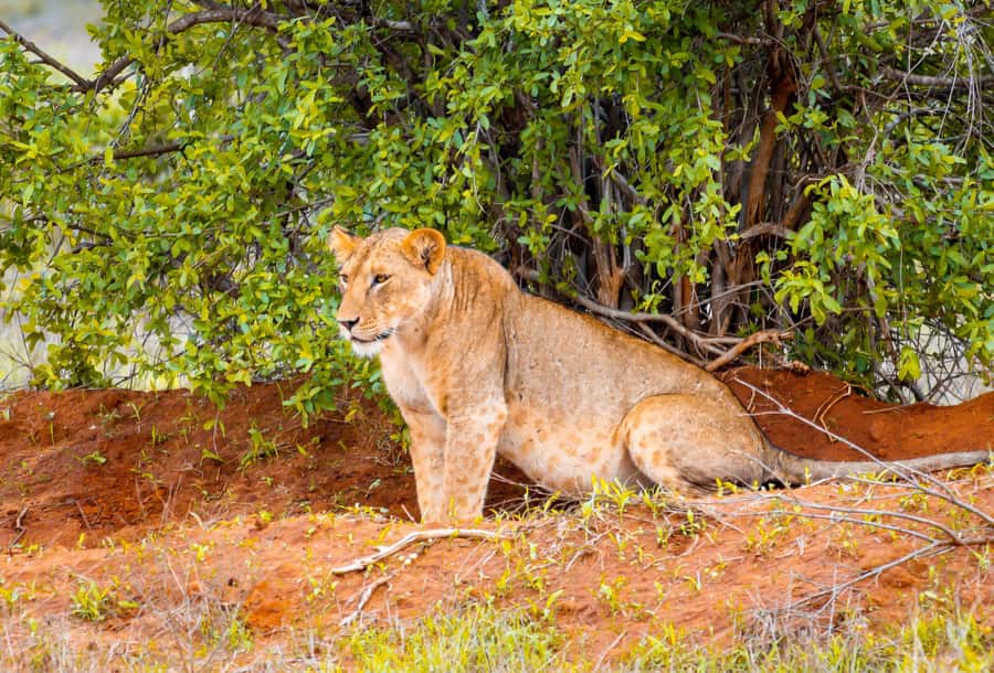 From Mombasa/Mtwapa/Diani/Tiwi: Tsavo East Full-Day Safari - Lunch with a view of the bush