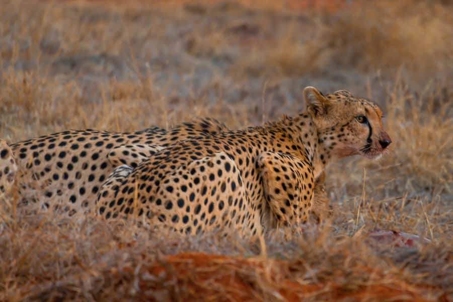 From Mombasa/Mtwapa/Diani/Tiwi: Tsavo East Full-Day Safari - A shorter afternoon drive through changing scenery