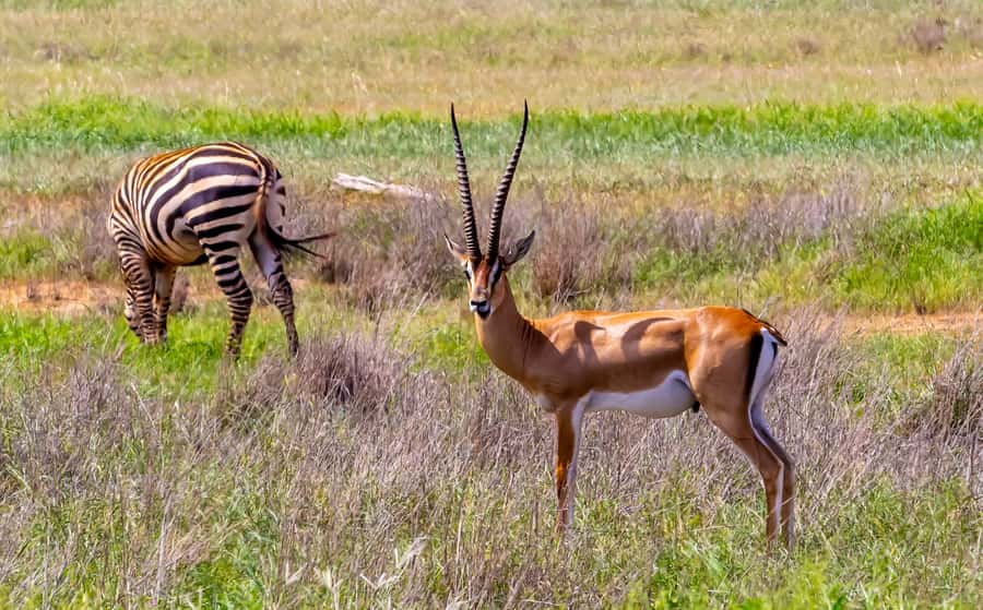 From Mombasa/Mtwapa/Diani/Tiwi: Tsavo East Full-Day Safari - The return journey is the day’s real test