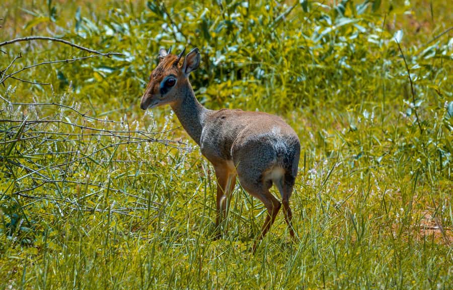 From Mombasa/Mtwapa/Diani/Tiwi: Tsavo East Full-Day Safari - Guides, vehicles, and the human side of the trip