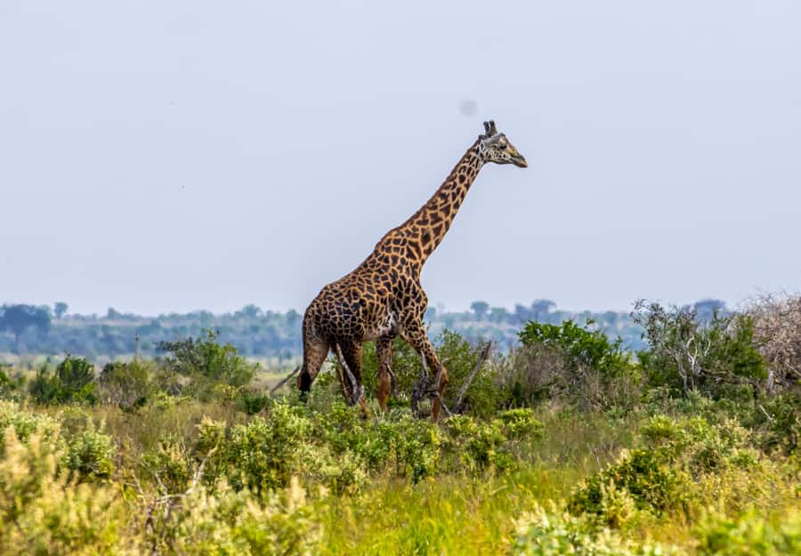 From Mombasa/Mtwapa/Diani/Tiwi: Tsavo East Full-Day Safari - The early pickup and road to the park