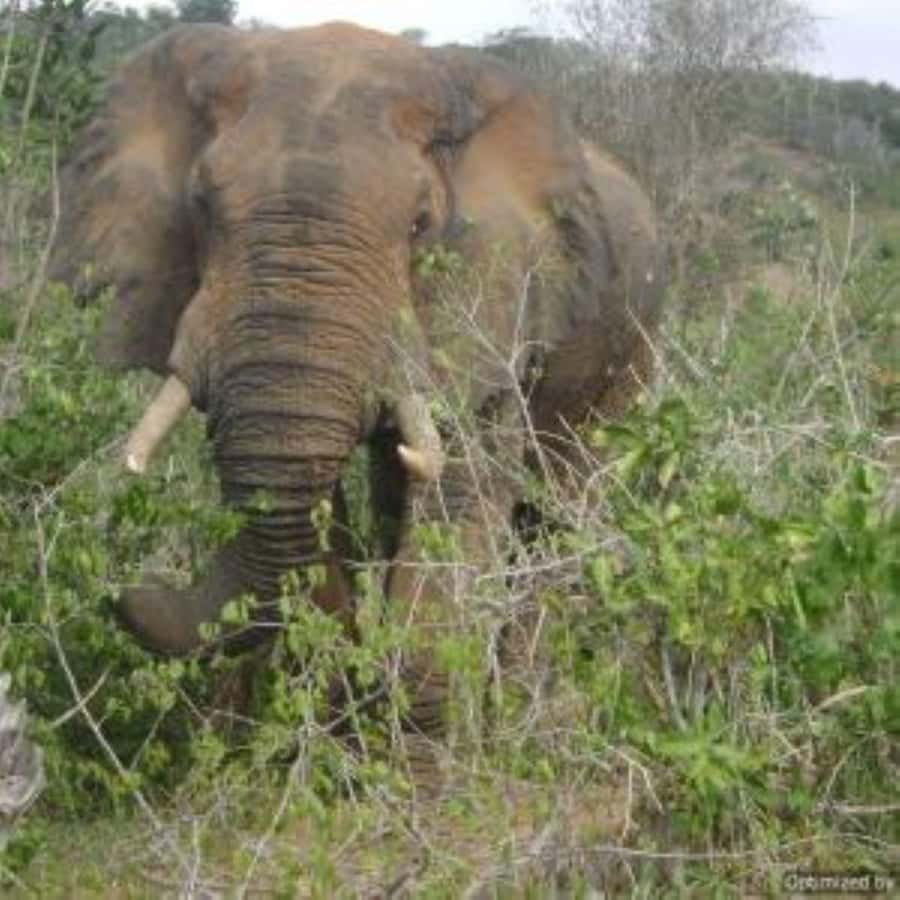From mombasa: Shimba Hills National Reserve Day Safari - Why Shimba Hills works as a day trip from the coast