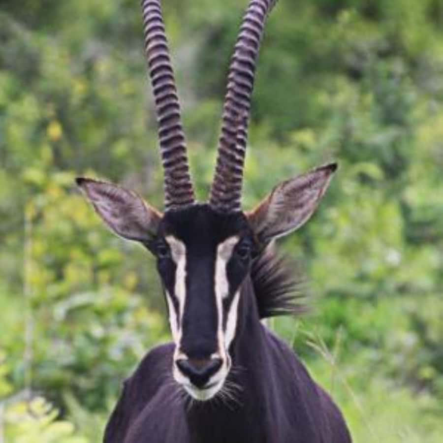 From mombasa: Shimba Hills National Reserve Day Safari - Should you book the Shimba Hills day safari?