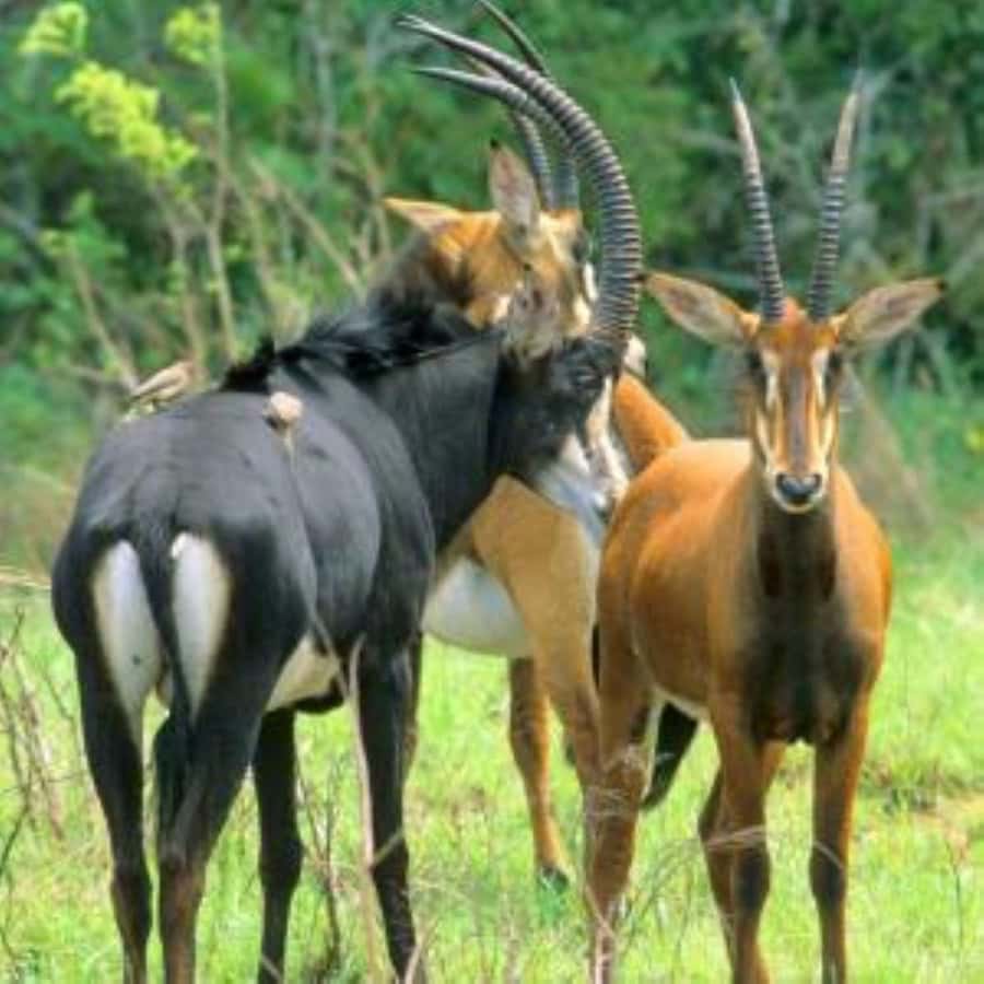 From mombasa: Shimba Hills National Reserve Day Safari - The early pickup and private safari vehicle