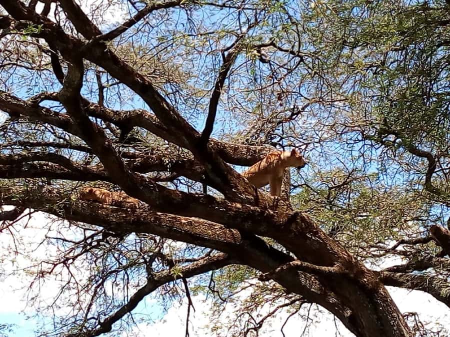 From Mombasa: Tsavo National Park Full-Day Group Trip - Key points to know before booking