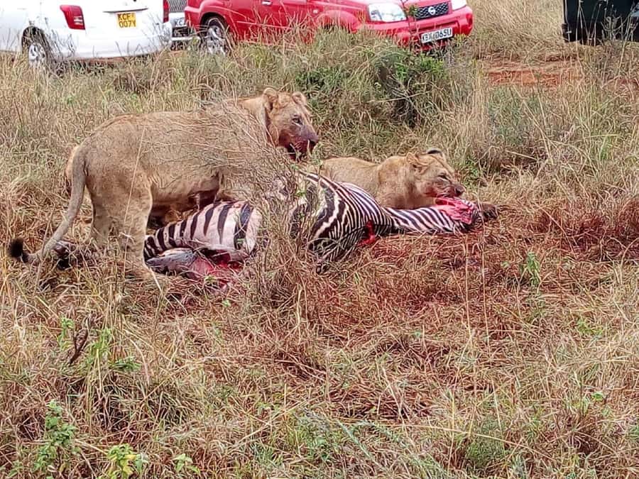 From Mombasa: Tsavo National Park Full-Day Group Trip - Animals you may see in five hours