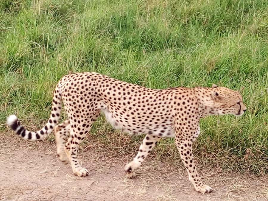 From Mombasa: Tsavo National Park Full-Day Group Trip - Guides, vehicles, and the quality of the game drive