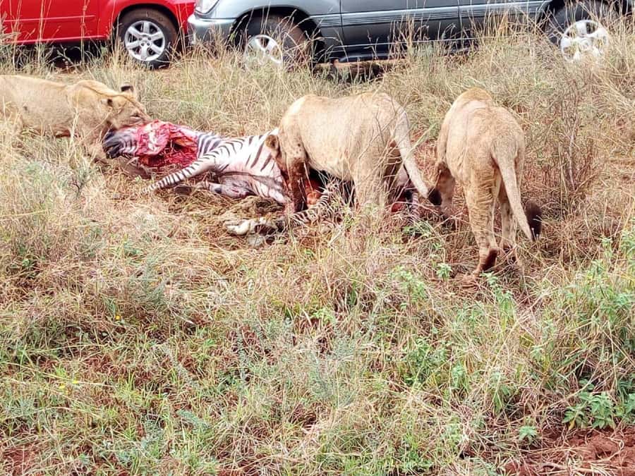 From Mombasa: Tsavo National Park Full-Day Group Trip - The afternoon drive and the trip back to the coast