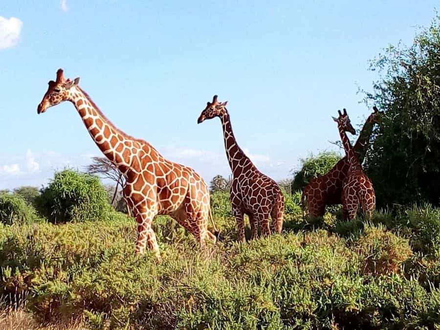 From Mombasa: Tsavo National Park Full-Day Group Trip - Who should book this Tsavo day trip?