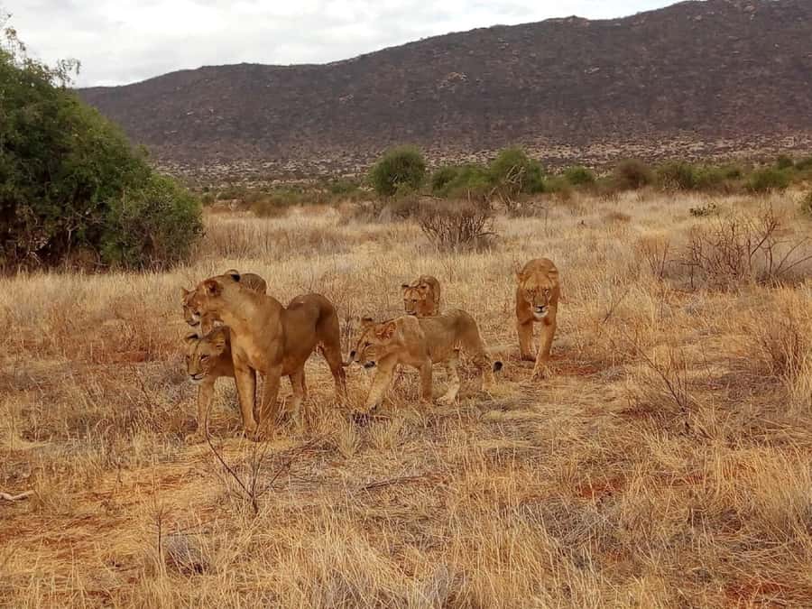 From Mombasa: Tsavo National Park Full-Day Group Trip - Entering Tsavo East and starting the game drive