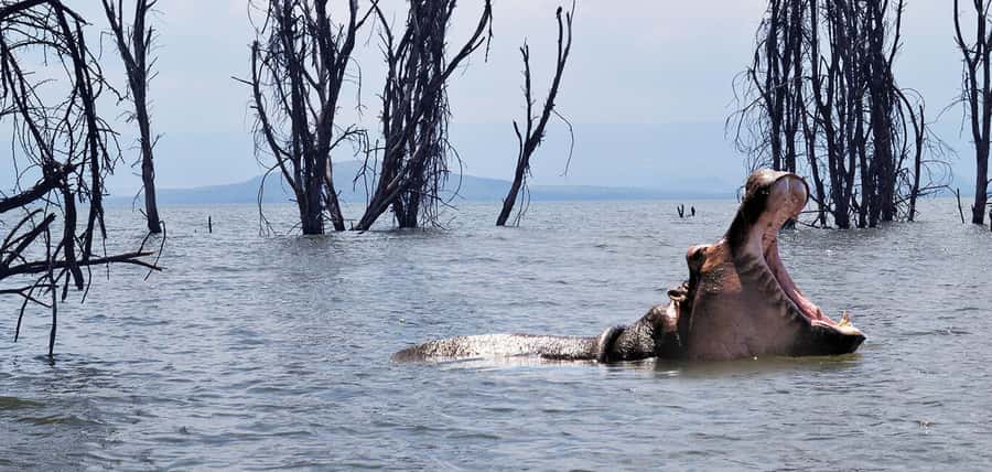 From Nairobi: 2-Day Naivasha Safari with Accommodation - Four hours at Hell’s Gate, on foot and by bicycle
