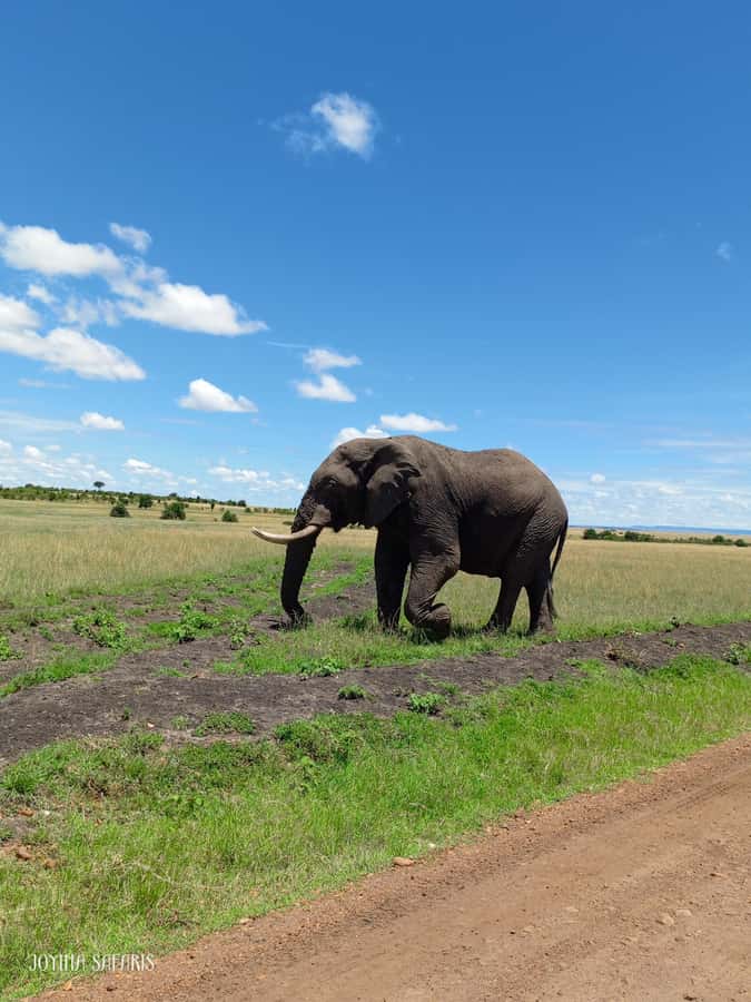 From Nairobi : 2-Days 1-Night Masai Mara Private 4WD Safari - What you may see inside the Masai Mara