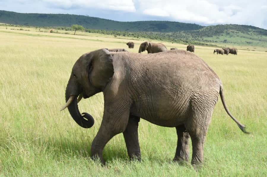 From Nairobi : 2-Days 1-Night Masai Mara Private 4WD Safari - The reality of the 4WD safari vehicle