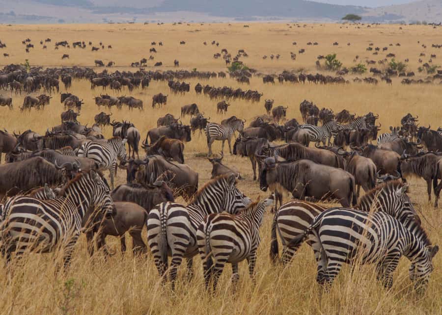 From Nairobi: 3-Day Masai Mara Park Luxury Jeep Safari - Mara Sopa Lodge and the overnight stay